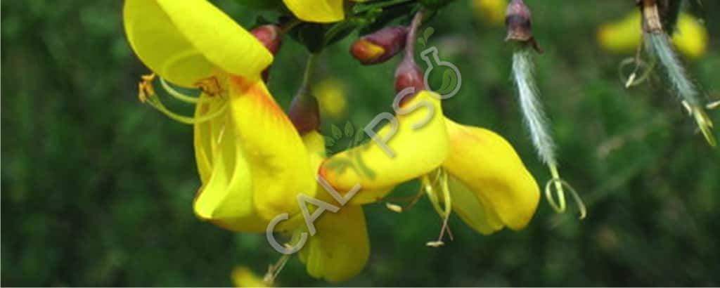 Broom / Genet Absolute Oil Benefits